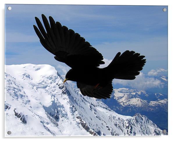 Alpine Chough flying in the French alps Acrylic by Linda More