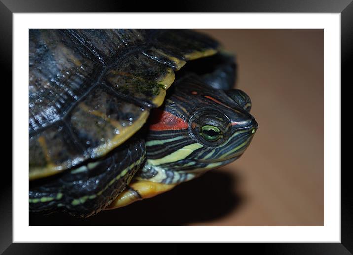 Red eared Terrapin Framed Mounted Print by Madeline Harris