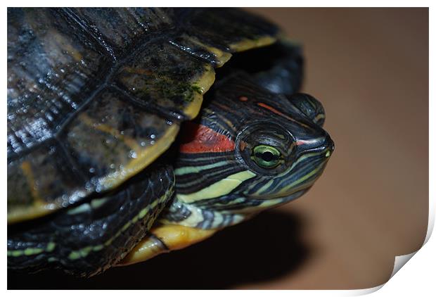 Red eared Terrapin Print by Madeline Harris