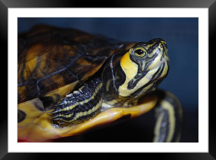 Yellow Bellied Terrapin Framed Mounted Print by Madeline Harris