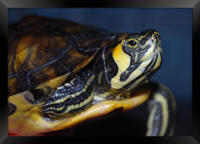 Yellow Bellied Terrapin Framed Print by Madeline Harris