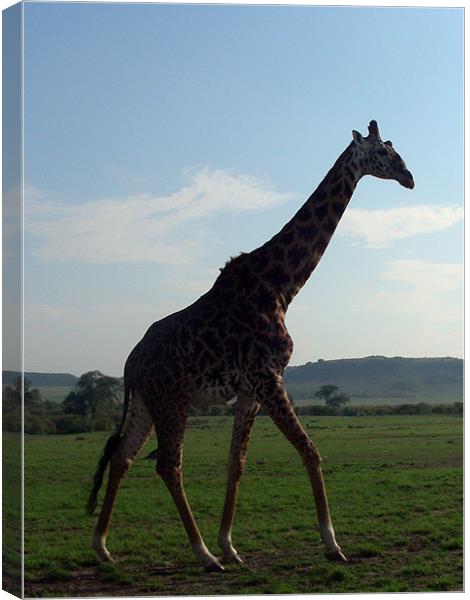 Giraffe in Kenya Canvas Print by Madeline Harris