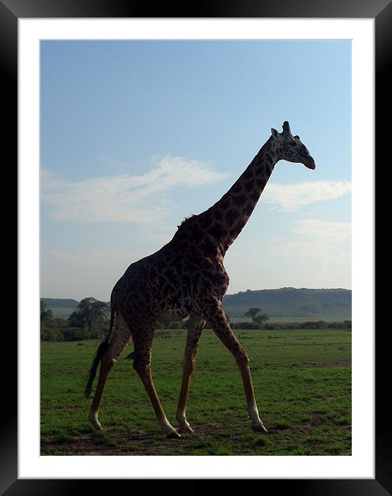 Giraffe in Kenya Framed Mounted Print by Madeline Harris