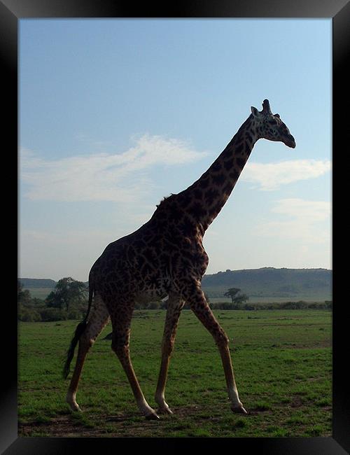 Giraffe in Kenya Framed Print by Madeline Harris