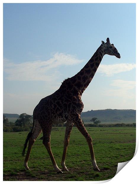 Giraffe in Kenya Print by Madeline Harris