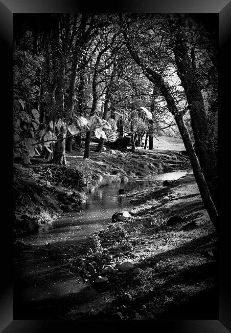 Stream running through trees in Yorkshire Framed Print by Madeline Harris