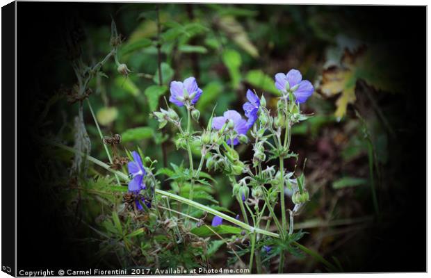 Wild Flowers Canvas Print by Carmel Fiorentini