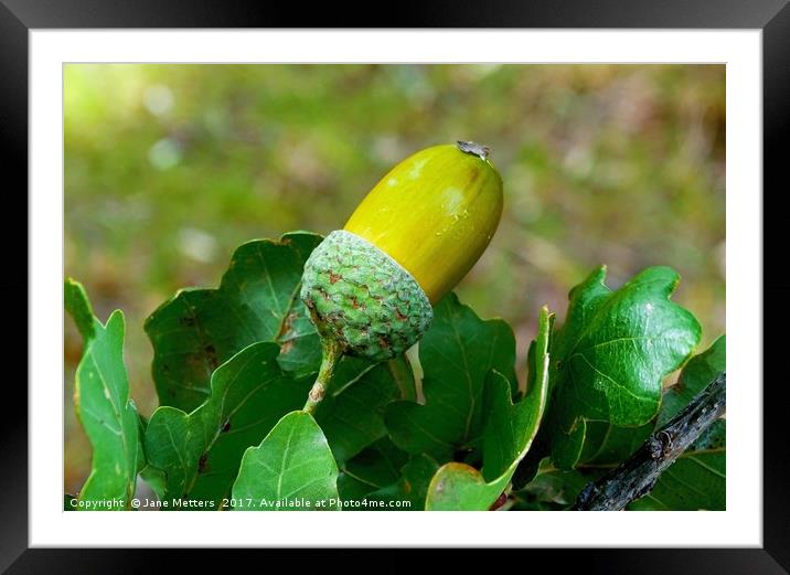       A Single Acorn                          Framed Mounted Print by Jane Metters
