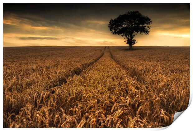 The Wheatfield Print by Paul Andrews