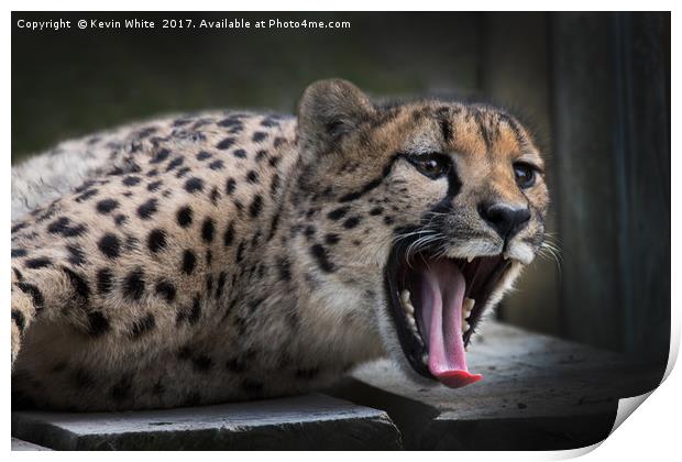 Cheetah Print by Kevin White