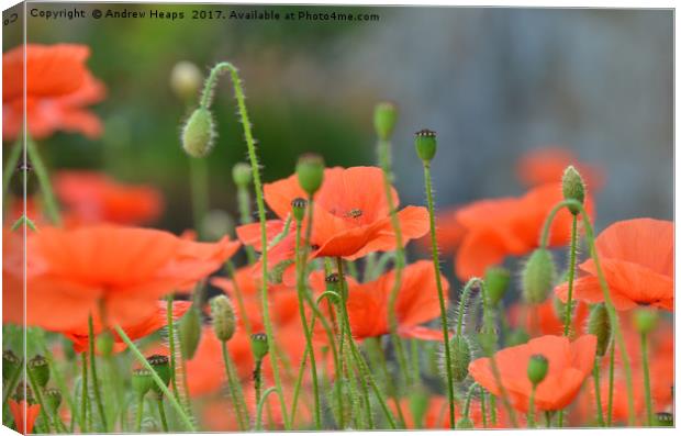 Poppy Flowers Canvas Print by Andrew Heaps