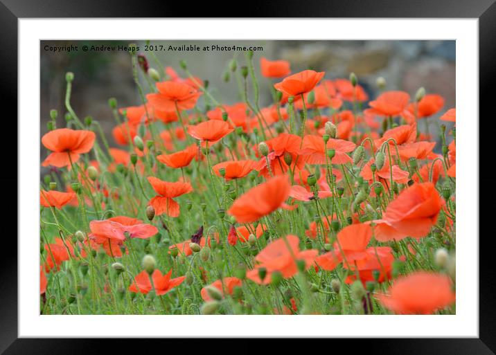 Poppy Flowers Framed Mounted Print by Andrew Heaps
