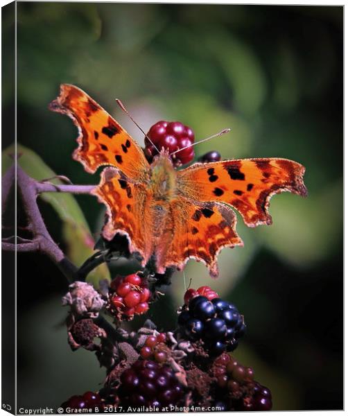 Comma Butterfly Canvas Print by Graeme B