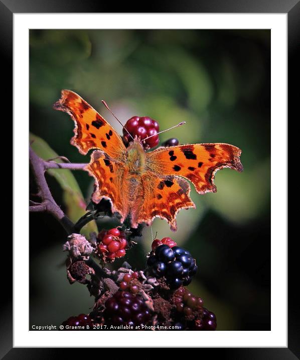 Comma Butterfly Framed Mounted Print by Graeme B