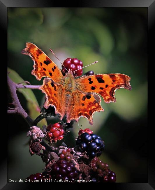Comma Butterfly Framed Print by Graeme B