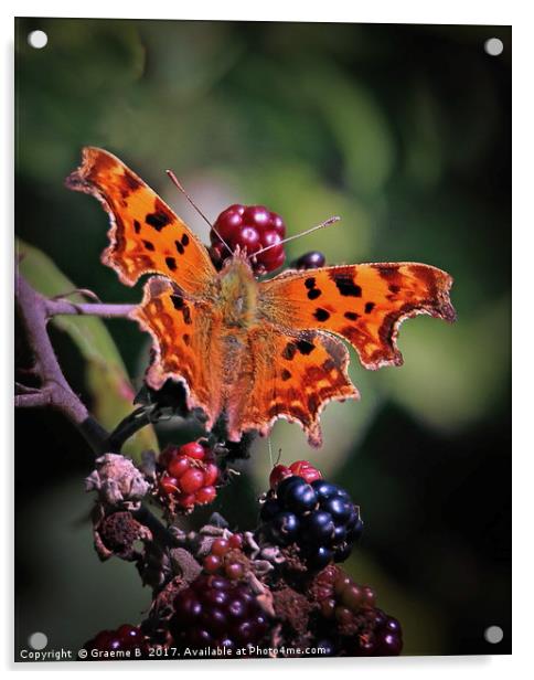 Comma Butterfly Acrylic by Graeme B
