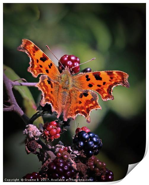 Comma Butterfly Print by Graeme B