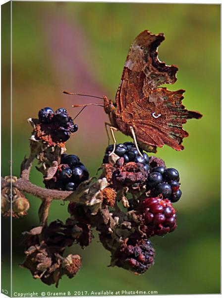 Comma Butterfly 2 Canvas Print by Graeme B