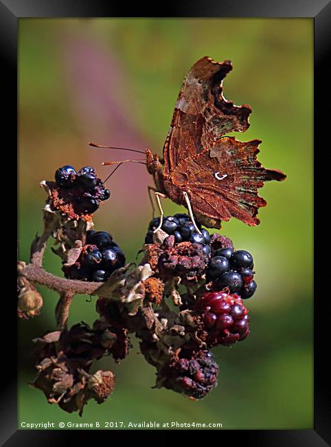 Comma Butterfly 2 Framed Print by Graeme B