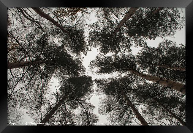 Canopy Framed Print by Chris Horsnell
