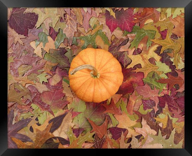 Real pumpkin surrounded with fading Autumn foliage Framed Print by Thomas Baker