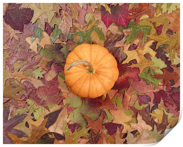 Real pumpkin surrounded with fading Autumn foliage Print by Thomas Baker