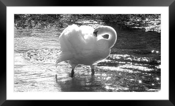 the swan Framed Mounted Print by D'Arcy Barrett
