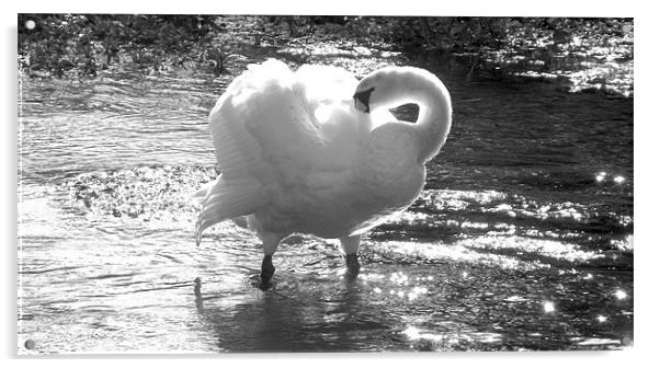 the swan Acrylic by D'Arcy Barrett
