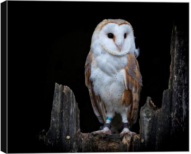 The Barn Owl Canvas Print by Jonathan Thirkell
