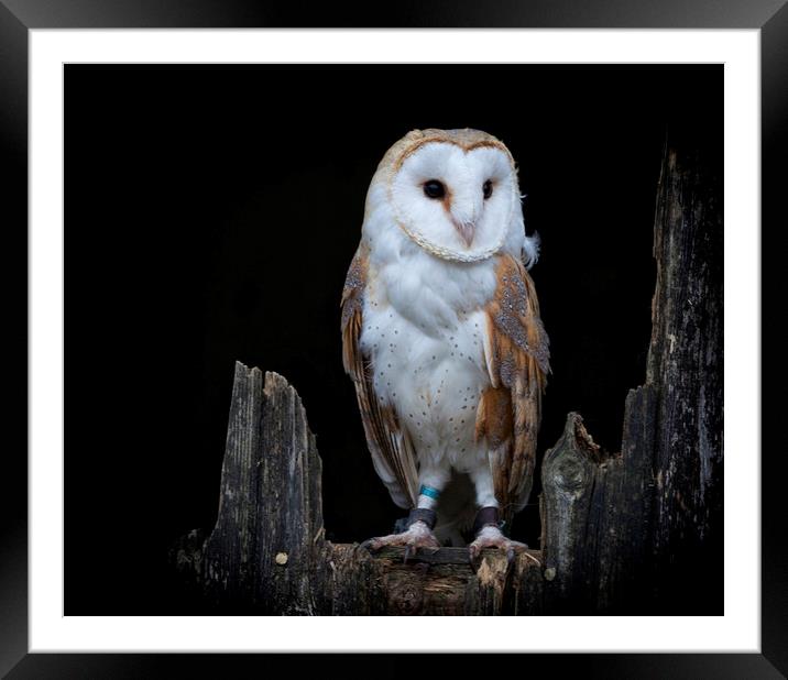 The Barn Owl Framed Mounted Print by Jonathan Thirkell