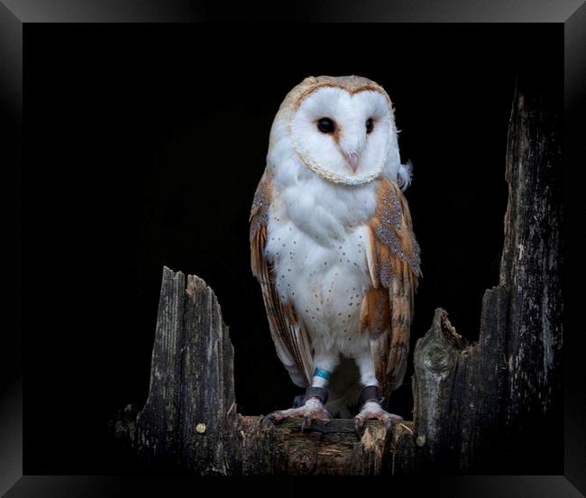 The Barn Owl Framed Print by Jonathan Thirkell