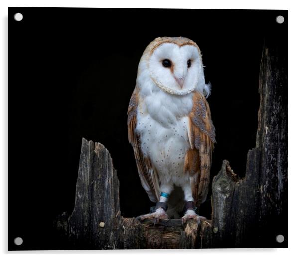 The Barn Owl Acrylic by Jonathan Thirkell