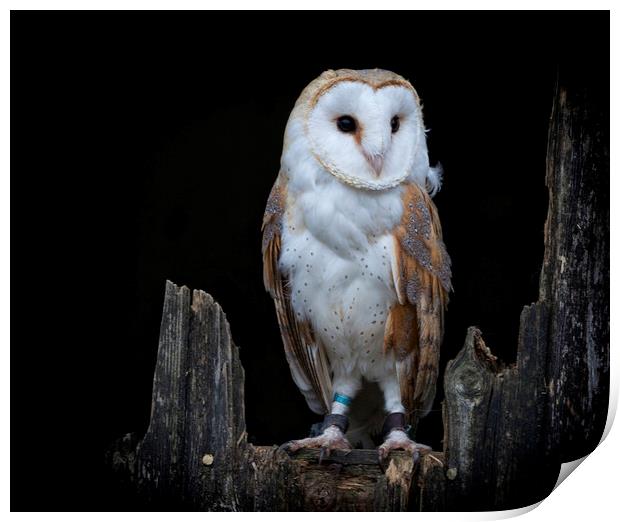 The Barn Owl Print by Jonathan Thirkell