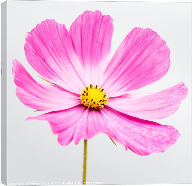 Vibrant Pink Cosmos Blossom Canvas Print by Jeremy Sage