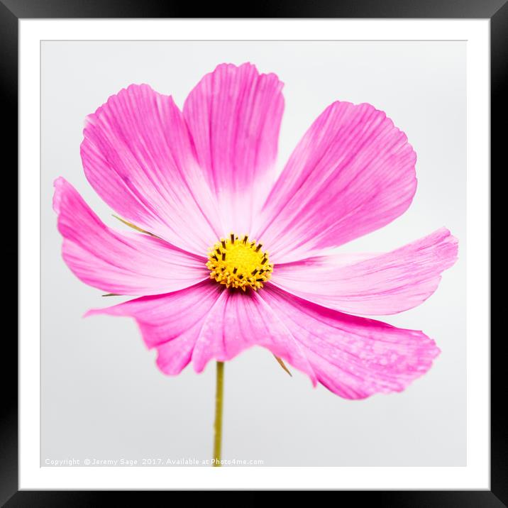 Vibrant Pink Cosmos Blossom Framed Mounted Print by Jeremy Sage