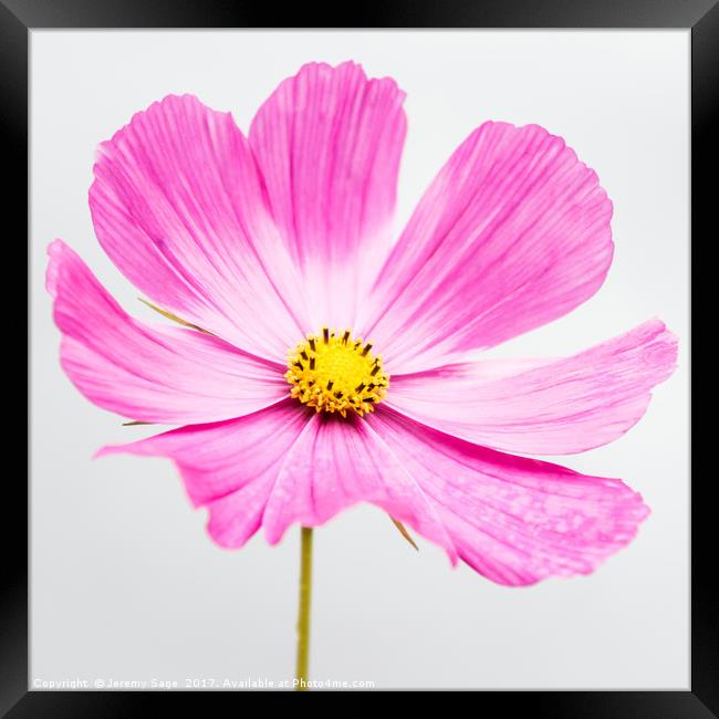 Vibrant Pink Cosmos Blossom Framed Print by Jeremy Sage