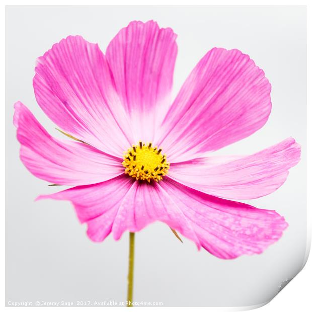 Vibrant Pink Cosmos Blossom Print by Jeremy Sage