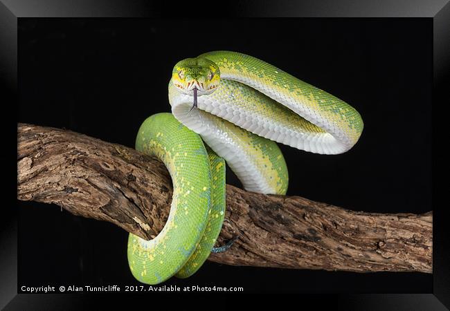 Green tree python Framed Print by Alan Tunnicliffe