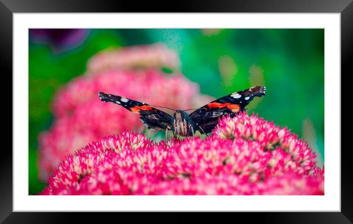 Red Admiral Butterfly     Framed Mounted Print by Victor Burnside