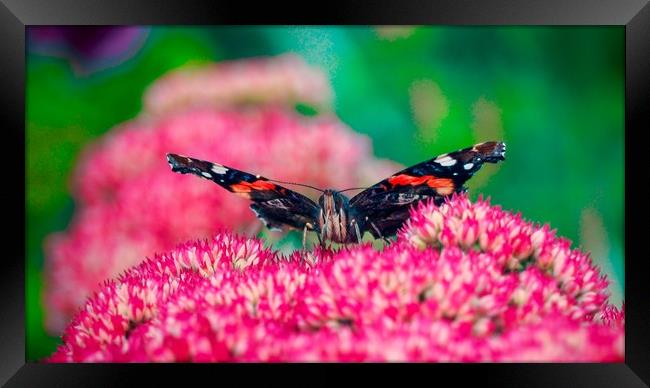 Red Admiral Butterfly     Framed Print by Victor Burnside