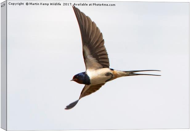 Swallow in Flight Canvas Print by Martin Kemp Wildlife