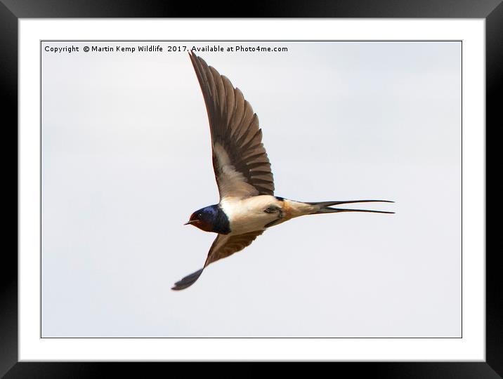 Swallow in Flight Framed Mounted Print by Martin Kemp Wildlife