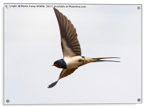 Swallow in Flight Acrylic by Martin Kemp Wildlife