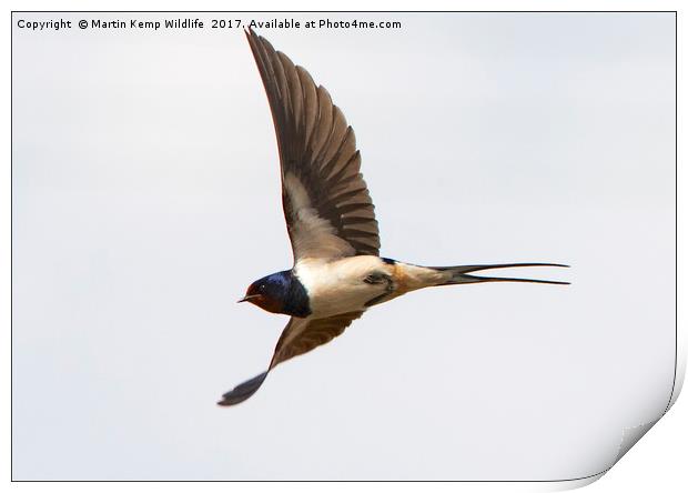 Swallow in Flight Print by Martin Kemp Wildlife