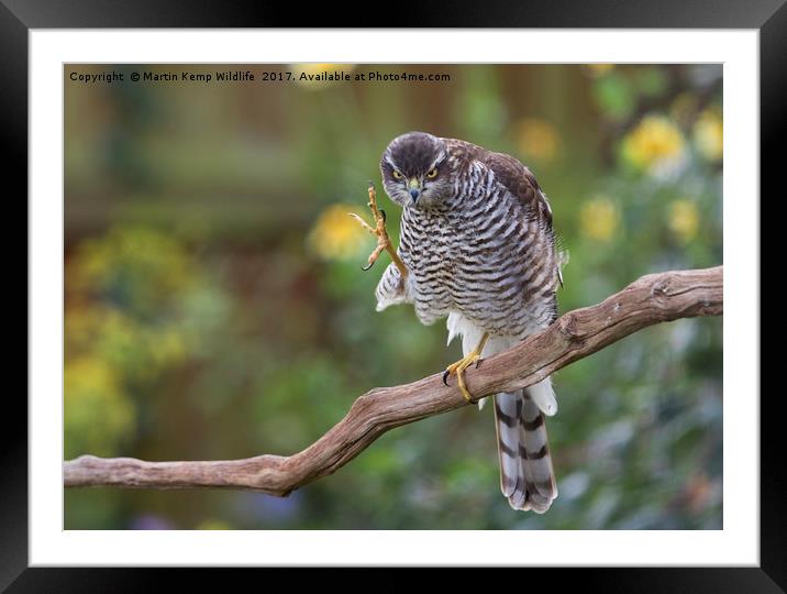 Sparrowhawk Having a Scratch Framed Mounted Print by Martin Kemp Wildlife