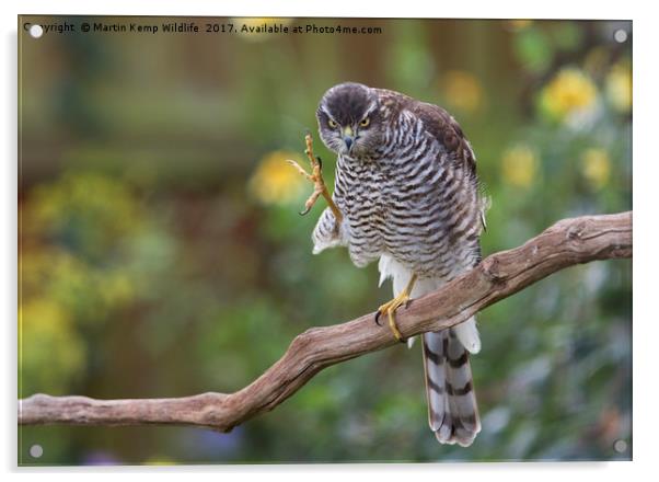 Sparrowhawk Having a Scratch Acrylic by Martin Kemp Wildlife