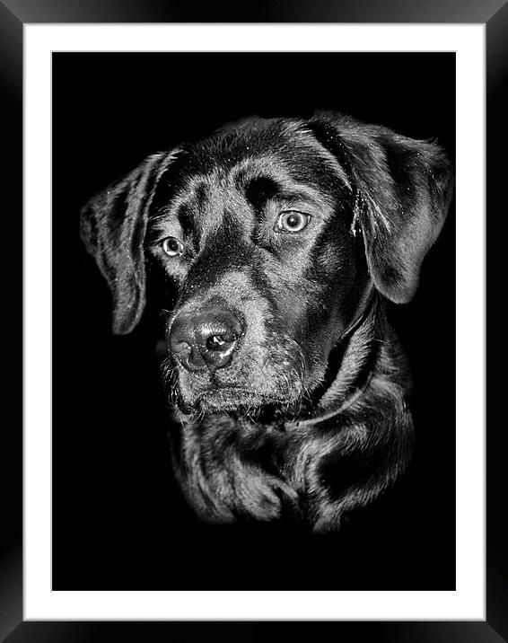 Good Dog Framed Mounted Print by Karen Martin