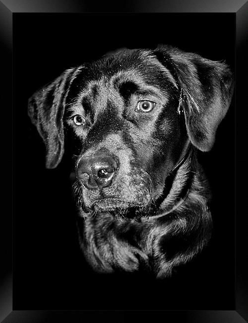 Good Dog Framed Print by Karen Martin
