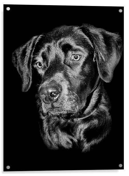 Good Dog Acrylic by Karen Martin