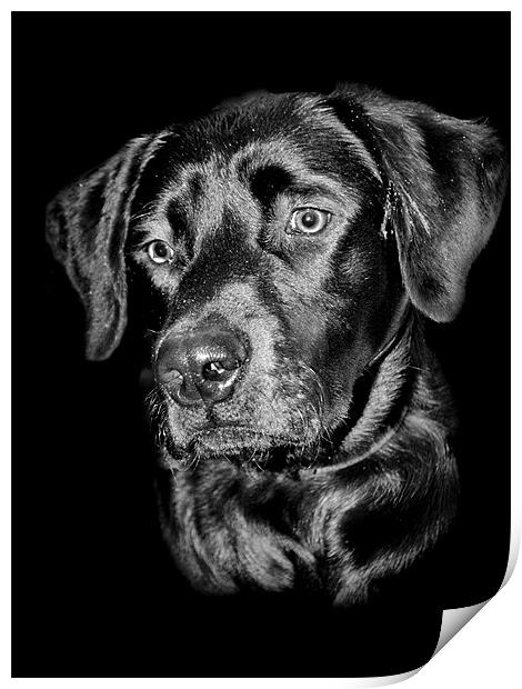Good Dog Print by Karen Martin
